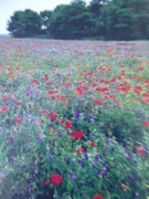 26th Aug 2019 - field of wild flowers