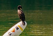 31st Aug 2019 - cormorant