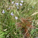 Harebells in the foliage by snowy