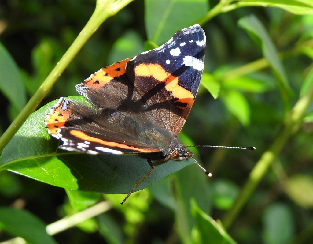 Red Admiral by roachling
