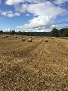 31st Aug 2019 - All is safely harvested