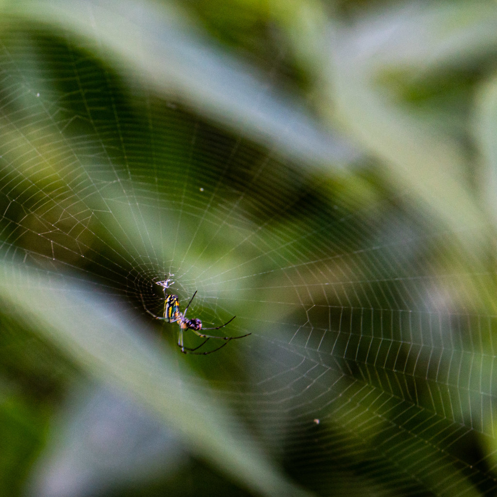 Spider's web by randystreat