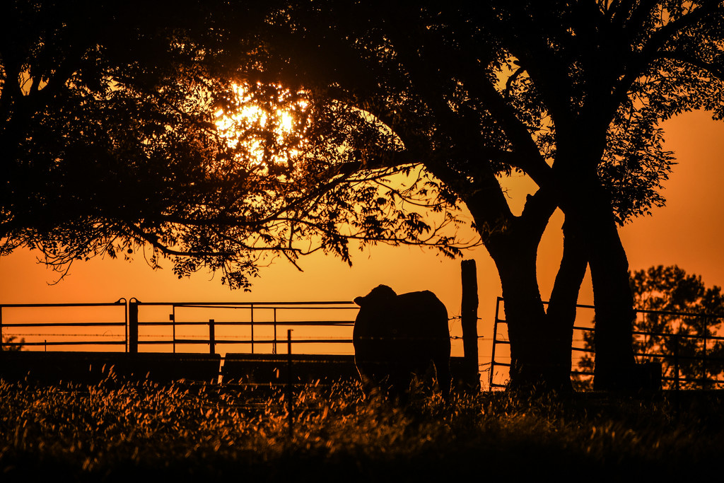 Cow Watches the Kansas Sunset by kareenking