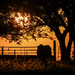 Cow Watches the Kansas Sunset by kareenking