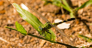 31st Aug 2019 - Dragonfly on the Grass!