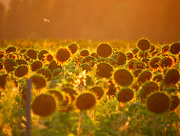 15th Aug 2019 - Sunflowers at Sundown