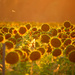 Sunflowers at Sundown by gq
