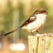 Gif - This little Fiscal flycatcher by ludwigsdiana
