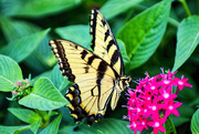 1st Sep 2019 - Eastern Tiger Swallowtails visit EPCOT too