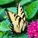 Eastern Tiger Swallowtails visit EPCOT too by photographycrazy