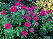 1st Sep 2019 - There are still a lot of summer zinnias at the Hampton Park Gardens in Charleston.