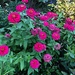 There are still a lot of summer zinnias at the Hampton Park Gardens in Charleston. by congaree