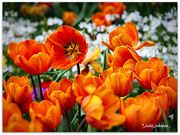 1st Sep 2019 - Tulips From Amsterdam.... Well Auckland ..