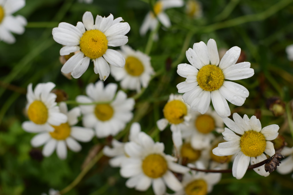 daisies by christophercox
