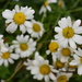 daisies by christophercox