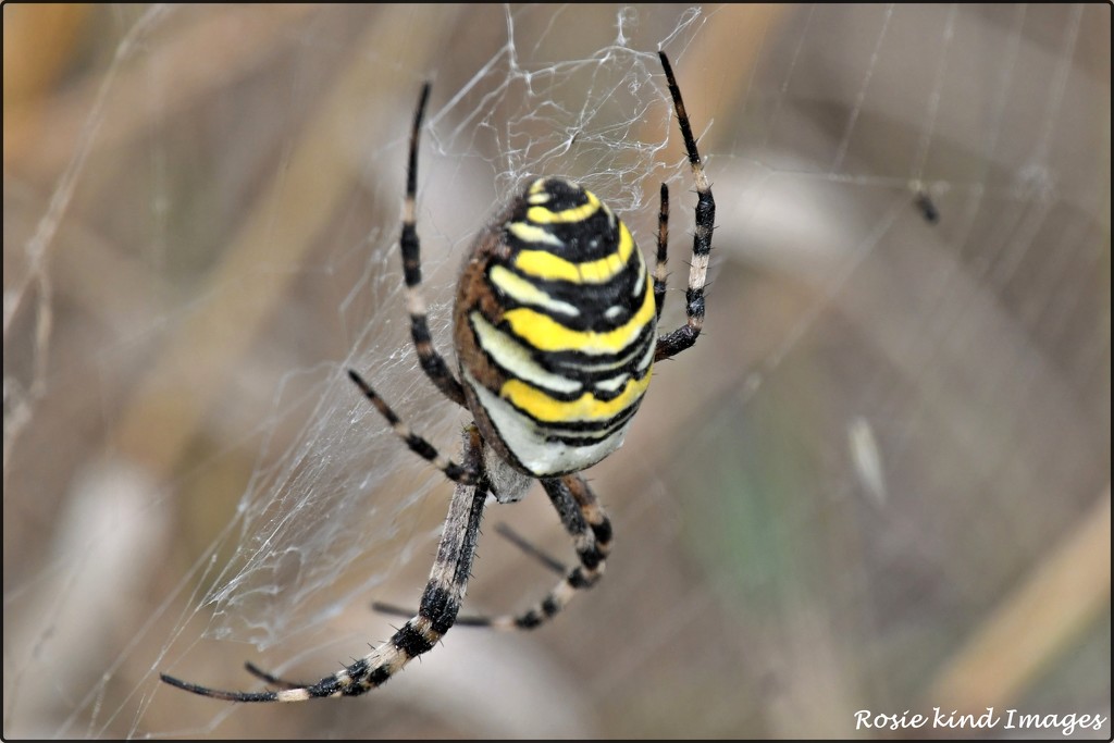 RK3_9469 Wasp spider by rosiekind
