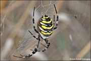 1st Sep 2019 - RK3_9469 Wasp spider