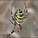 RK3_9469 Wasp spider by rosiekind