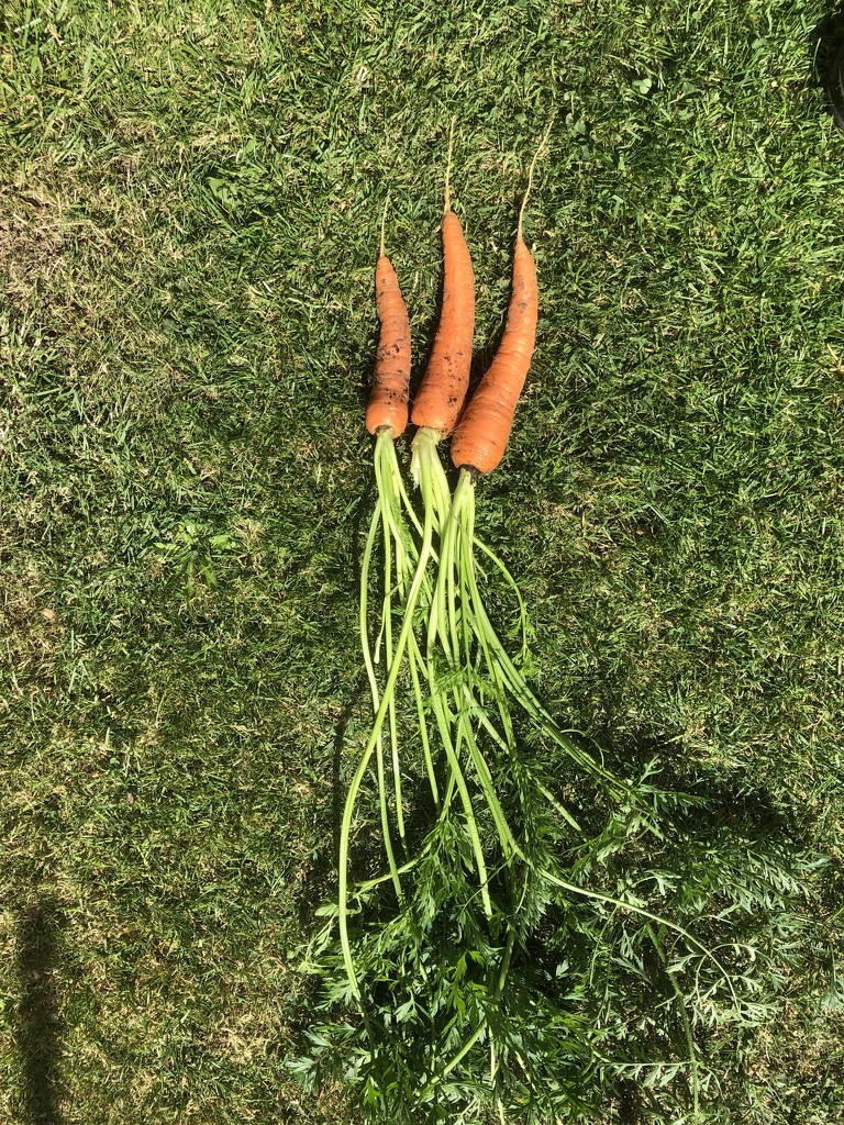 Carrots by davemockford