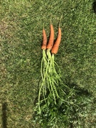 1st Sep 2019 - Carrots