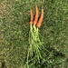 Carrots by davemockford