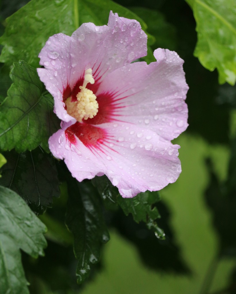 August 31: Rose of Sharon by daisymiller