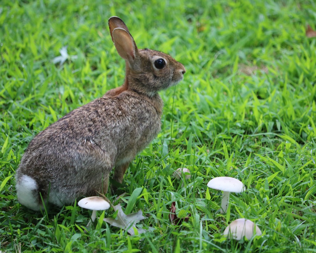 September 1: Neighborhood Rabbit by daisymiller