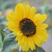 Evening Sunflower by sandlily