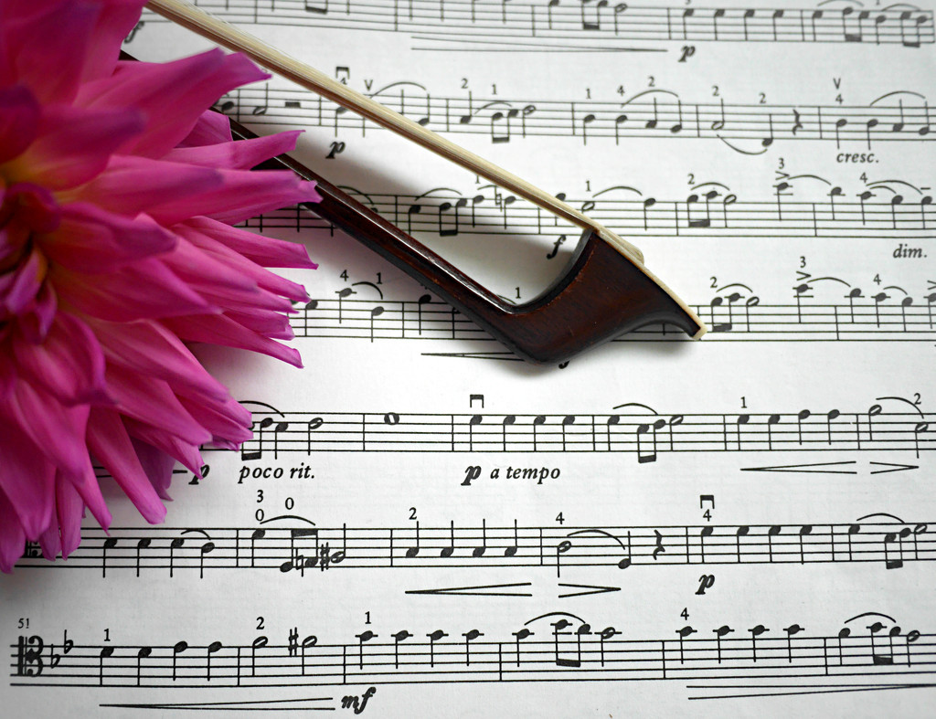 Music and Flower by gq