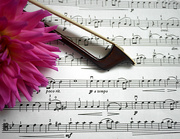 23rd Aug 2019 - Music and Flower