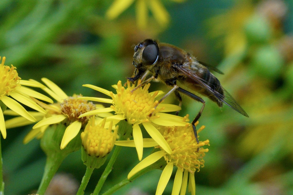 RAGWORT AND HOVER-FLY  by markp