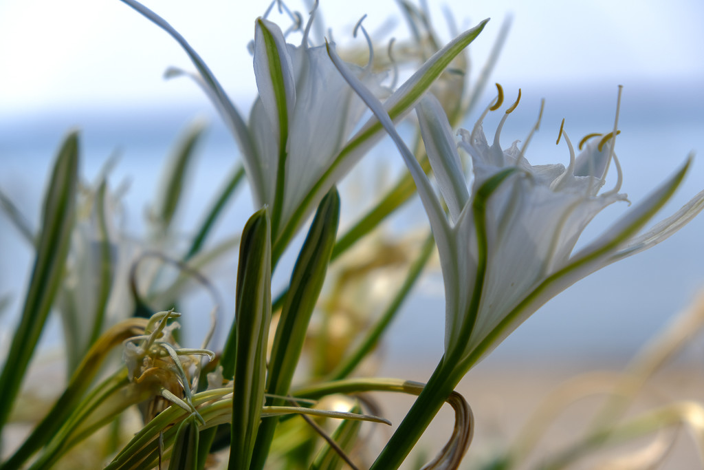 Sea lilies- Pancratium maritimum by caterina