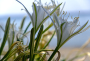 1st Sep 2019 - Sea lilies- Pancratium maritimum