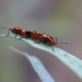 Love bugs by ingrid01
