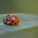 Ladybug  by ingrid01