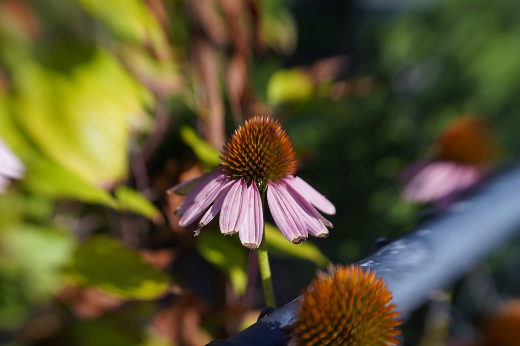 cone flower with lensbaby sweet 50 by jernst1779