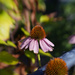 cone flower with lensbaby sweet 50 by jernst1779