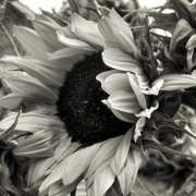 1st Sep 2019 - Sunflower