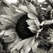 Sunflower by jamesleonard