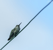 7th Aug 2019 - Sitting On A Wire