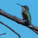 Hummingbird by radiogirl