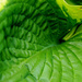 Hosta leaf by larrysphotos
