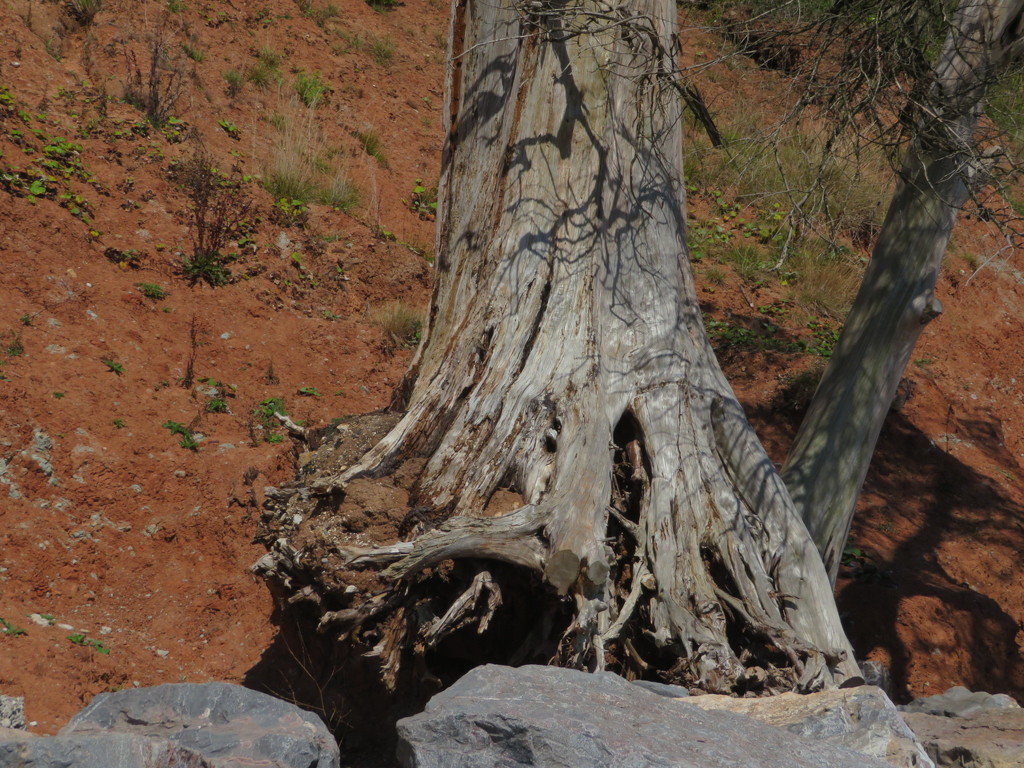 Fallen tree by lellie