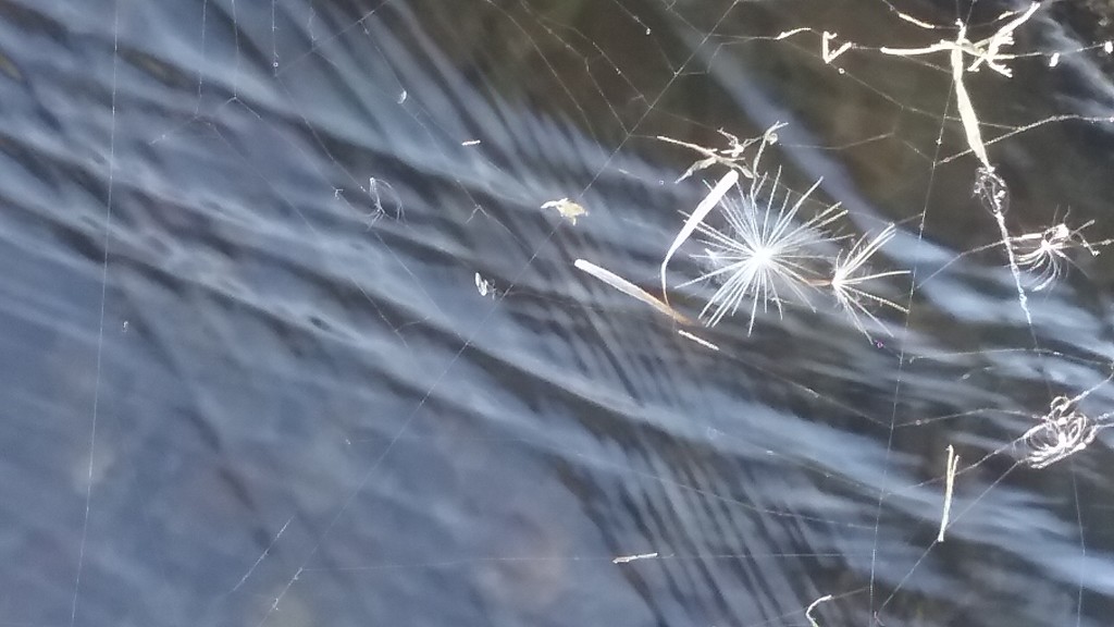 Spider web by granagringa