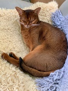 1st Sep 2019 - Cozy cat
