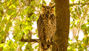 1st Sep 2019 - Great Horned Owl Number 1!!