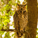 Great Horned Owl Number 1!! by rickster549