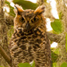 Great Horned Owl Number 2! by rickster549