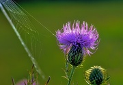 1st Sep 2019 - Thistle and Web