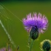 Thistle and Web by lynnz